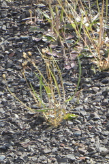 Holosteum umbellatum