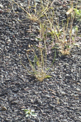 Holosteum umbellatum