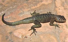 Tropidurus mucujensis