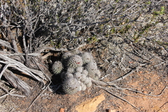 Mammillaria dioica