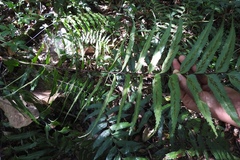 Asplenium serra