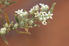 Commersonia craurophylla