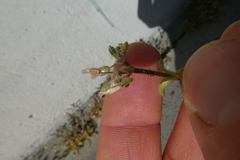 Cerastium pumilum glutinosum