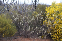 Commersonia craurophylla