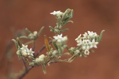 Commersonia craurophylla