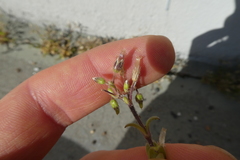 Cerastium pumilum glutinosum