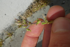 Cerastium pumilum glutinosum