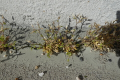 Cerastium pumilum glutinosum