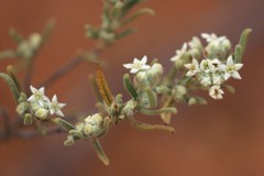 Commersonia craurophylla