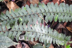 Asplenium sessilifolium