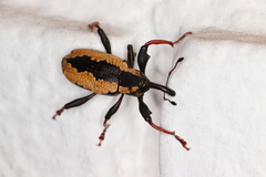 Heilipus catagraphus