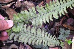 Asplenium sessilifolium