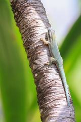 Phelsuma ornata