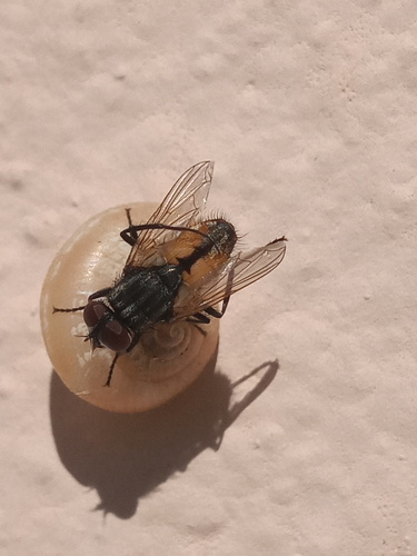 House fly