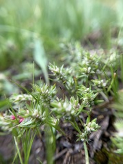 Polygonum polygaloides kelloggii