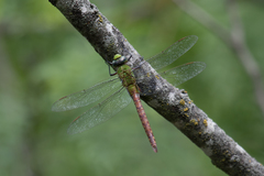 Anax longipes