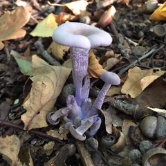 Laccaria amethystina