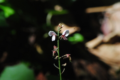 Desmodium affine