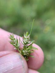 Polygonum polygaloides kelloggii