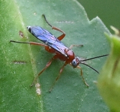 Pimpla marginella