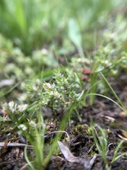 Polygonum polygaloides kelloggii