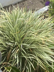 Ophiopogon jaburan