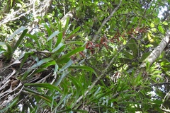 Tillandsia guatemalensis