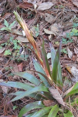 Tillandsia guatemalensis