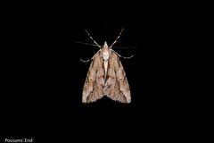 Pseudocoremia lupinata