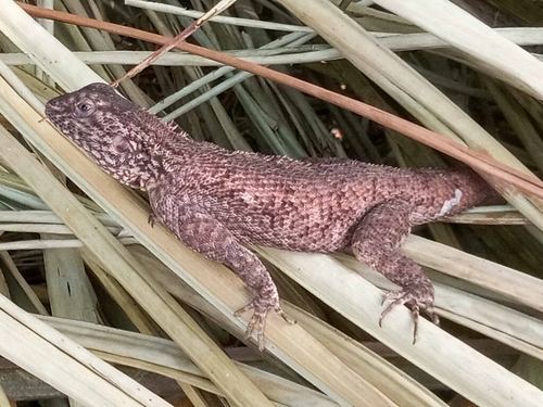 Benoue Agama, Agama doriae