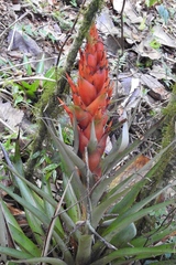 Tillandsia ponderosa
