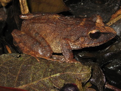 Haddadus binotatus