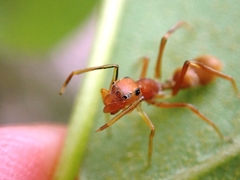 Myrmarachne clavigera