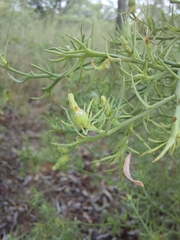 Thesium celatum