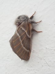 Hemileuca rubridorsa