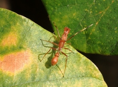 Myrmarachne clavigera