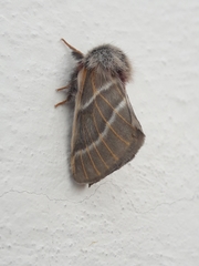 Hemileuca rubridorsa