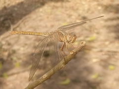 Orthetrum angustiventre