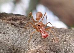 Myrmarachne clavigera