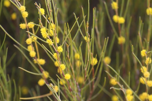 Acacia eremophila thumbnail