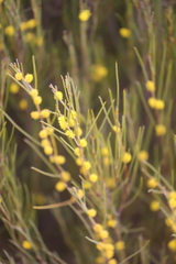 Acacia eremophila eremophila