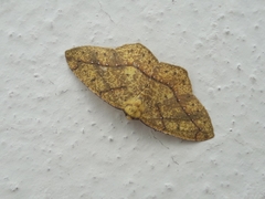 Periclina