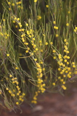 Acacia eremophila eremophila