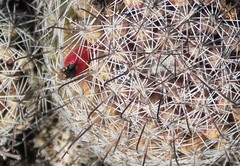 Mammillaria dioica