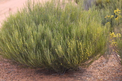 Acacia eremophila eremophila