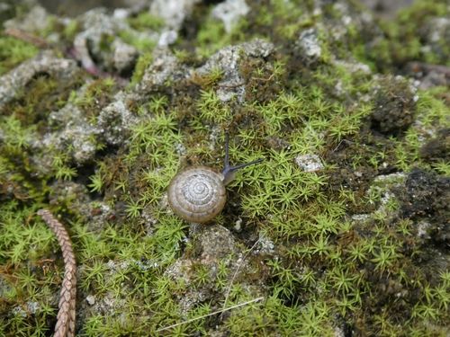 Lesser Bermuda Land Snail