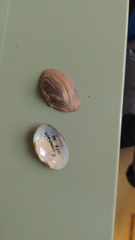 Venustaconcha constricta