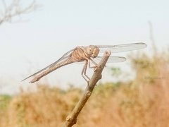 Orthetrum angustiventre