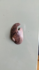 Lasmigona subviridis