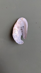 Lasmigona subviridis